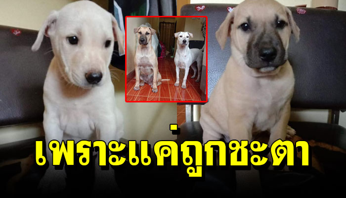 สาวรู้สึกถูกชะตาหมาจร ไม่กล้าบอกสามีทะเลาะกันก็ยอมทำเพื่อให้พวกเขาได้อยู่ด้วยกัน