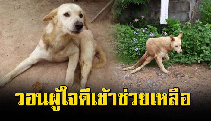 เจ้าตูบถูกรถชนเดินขาลาก ทนเจ็บปวด เพราะผู้เป็นเจ้าของไม่มีเงินพาไปรักษา