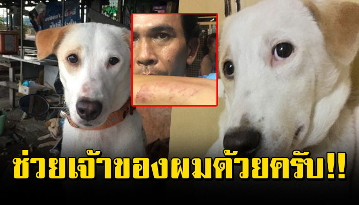 เจ้าตูบจรที่ถูกรับเลี้ยง วิ่งไปหาเพื่อนบ้านเพื่อหาคนมาช่วยหลังเจ้าของถูกคนทำร้าย