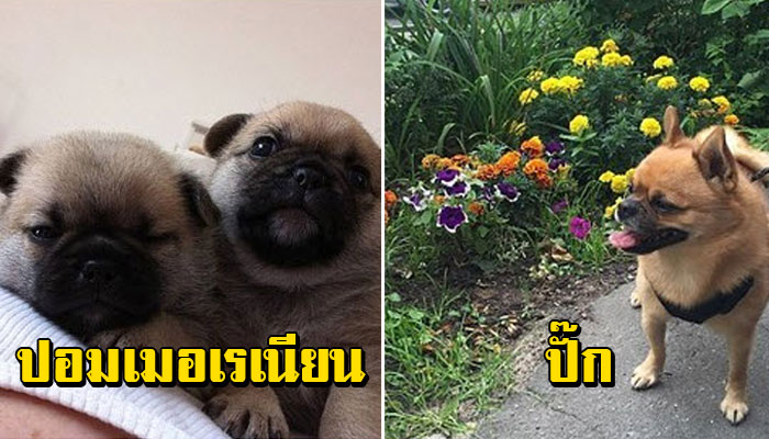 ถ้าเราเอาหมาปั๊กไปผสมกับสายพันธุ์อื่น แล้วหน้าตาจะออกมาเป็นยังไงน้า