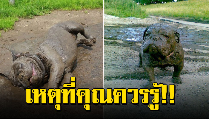 10 เหตุผลที่คุณไม่ควรปล่อยให้สุนัขของคุณเล่นโคลน