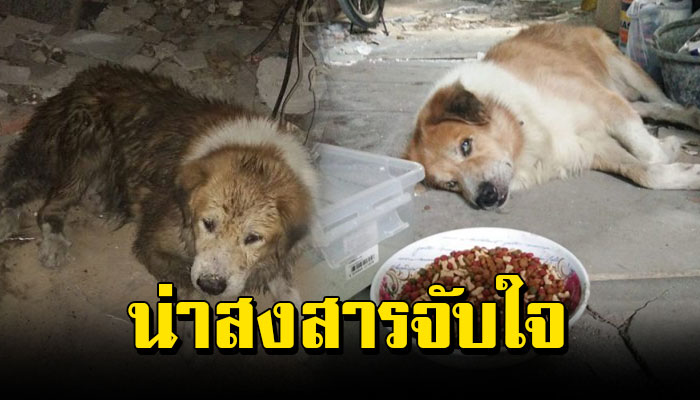ตูบแก่ถูกทิ้งไว้ใต้ทางด่วน ถูกเจ้าถิ่นรุมฟัด จนโซเซตกคลองแอบอยู่ในน้ำเพราะกลัว