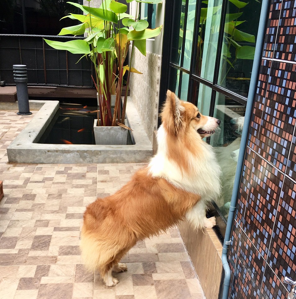 แบ่งขายพ่อพันธุ์คอร์กี้ ขนยาว รูปร่างสวย สุขภาพแข็งแรง ไข่ลงครบ Corgi Fluffy