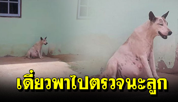 สาวเจอเจ้าตูบท้องโต เจ้าของไม่มีเงินรักษา จนเธอพาไปหาหมอเอง