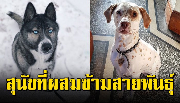 20 สุนัขที่ผสมข้ามสายพันธุ์ น่ารักสุดๆ
