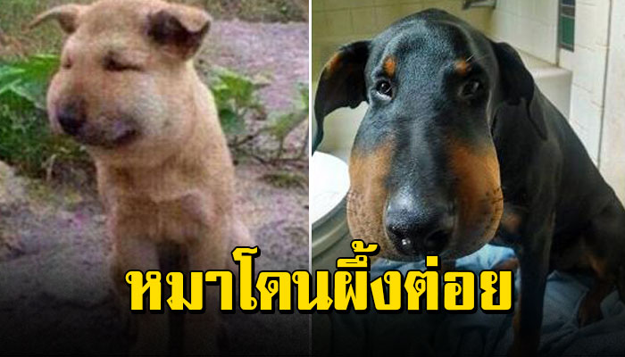 27 ภาพหมาโดนผึ้งต่อย ทั้งน่าสงสาร ทั้งน่ารัก