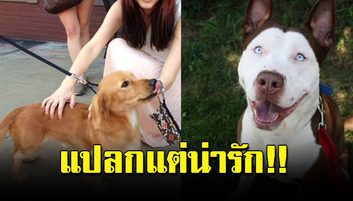 น้องหมามาผสมข้ามสายพันธุ์ ผลลัพธ์ที่ได้จะทำให้หัวใจคุณละลาย