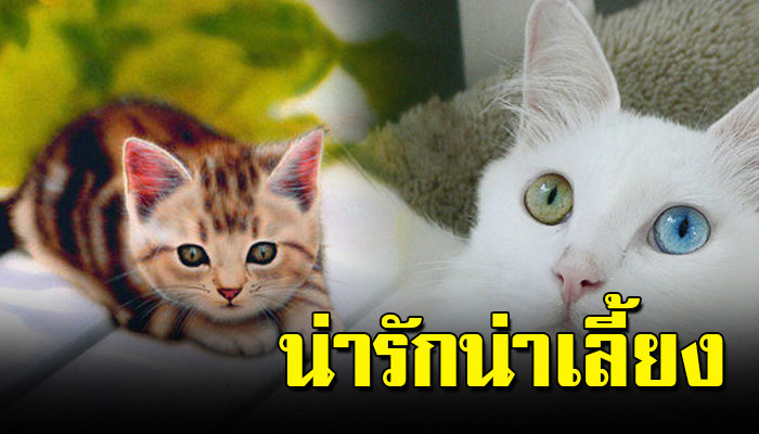 10 อันดับแมวน่ารักน่าเลี้ยง