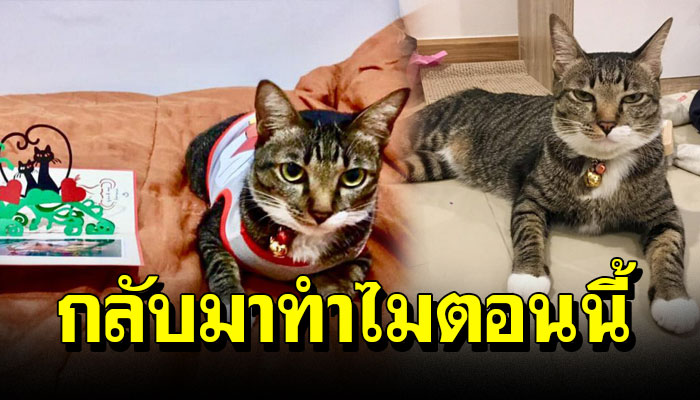 สาวฝากแมวไว้กับน้องเกือบเดือน กลับมารับ แต่กลับเจอภาพนี้