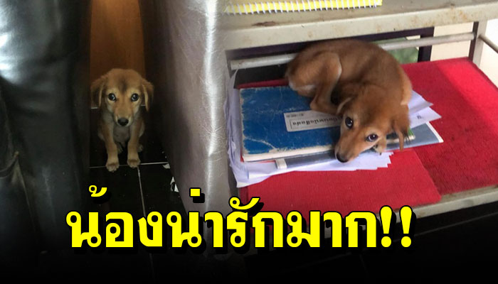 พี่ทหารเจอเจ้าตูบ เดินหมดแรงจนเขาแอบเลี้ยงในกองพัน ตอนนี้กลายคนที่รักในกอง