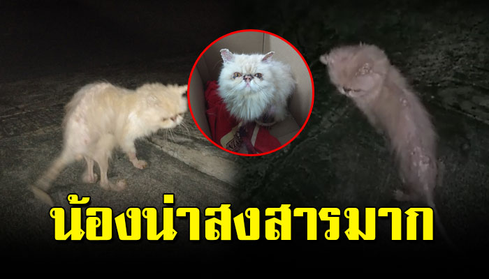 เหมียวโดนทิ้ง อดข้าวมาทั้งอาทิตย์ เดินไร้เรี่ยวแรง น่าสงสารมาก