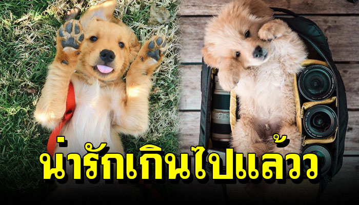 20 ภาพ ‘ลูกหมาโกลเด้น’ น่ารัก ขยี้หัวใจ