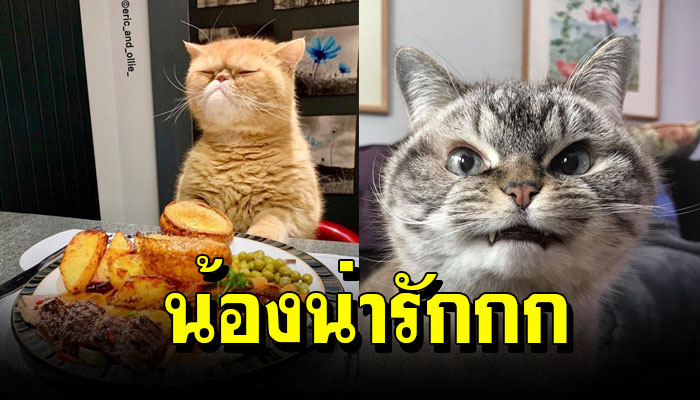 20 ภาพแมวเหมียวสุดดราม่า ที่แอคติ้งน่ารักจนต้องให้รางวัลออสการ์