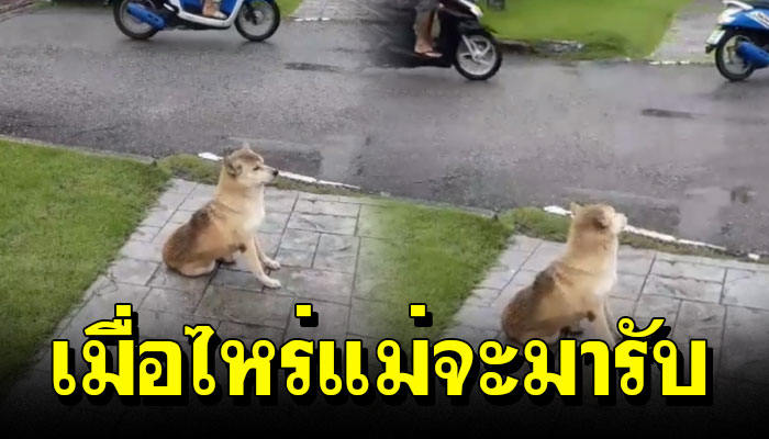 ตัวตูบรอเจ้าของถึงฝนจะตกก็ไม่ยอมไปไหน หวังว่าจะเป็นเจ้านายกลับมารับ