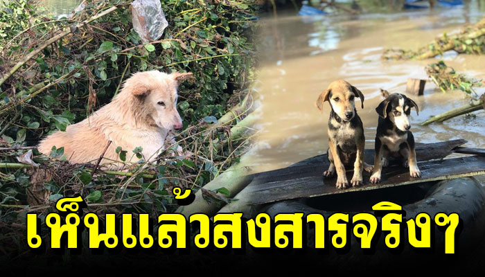 ภัยน้ำท่วมส่งผลถึงน้องหมา ติดซากไม้ทั้งหิวทั้งหนาวไม่ได้กิน