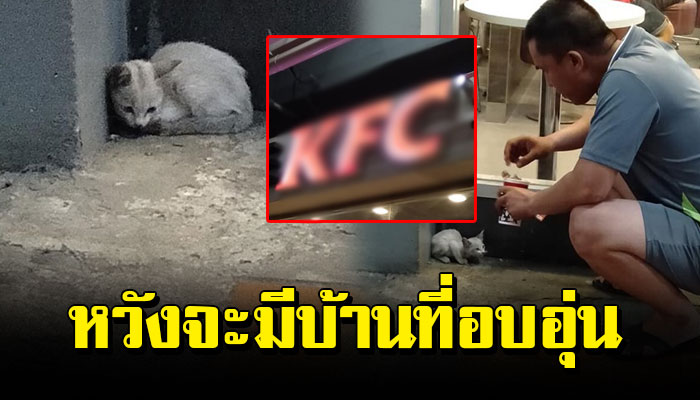 เหมียวน้อย หลบมุมข้างร้าน KFC นอนมอมแมมหนาวสั่นด้วยความกลัว อยากมีที่อาศัย