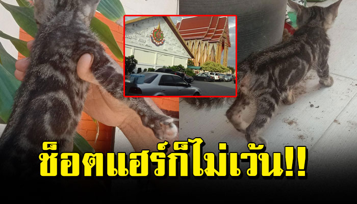 ช็อตแฮร์ก็ไม่เว้น โดนเมามาปล่อยวัด 4 ตัว หลวงพ่อโทรมาตามบอกให้ไปรับเจอลายแปลกๆ