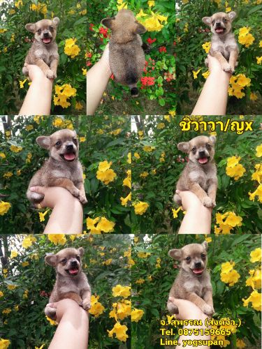 ชิวาวาสีกระรอก ญ. ตัวจิ๋ว วัคซีน แล้ว มี สมุด 2900