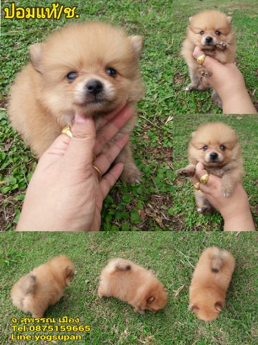 ปอมปอม เพศ ผู้   ตัวละ5500 จัดส่วตจว.ได้ค้ะ