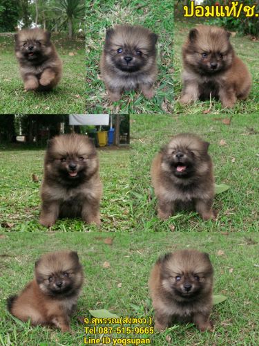 ปอมปอม ช.ตัวสั้นๆ น่ารัก ๆ ว่างค้ะ5500