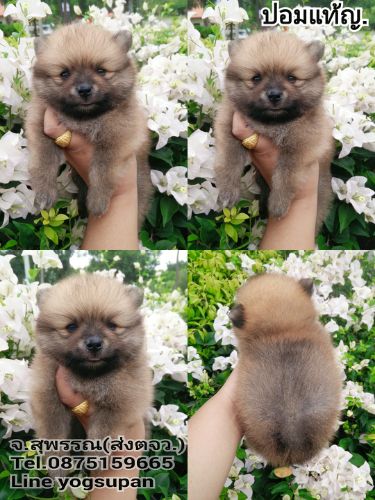 ปอม ปอม แท้ เพศ ญ.5500  วัคซีนแล้วมีสมุด จัดส่งทุกจ.