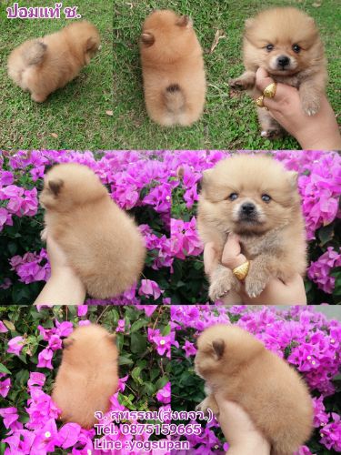 ปอมๆยังว่าง เพศ ผู้  ราคาเบามาก 5500 ส่งทุกจังหวัด