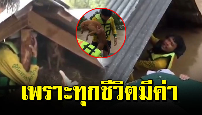 ทีมกู้ภัยเร่งเข้าช่วยสุนัขเกาะบนฝ้าหลังคา นอนตัวสั่นหนีน้ำท่วม