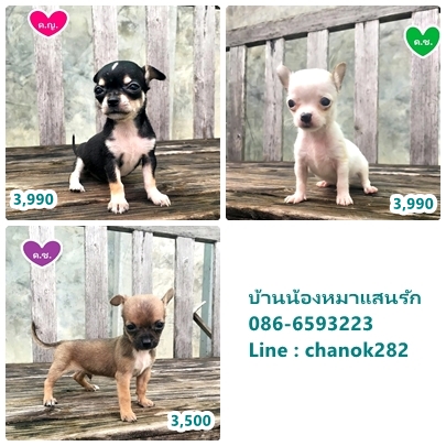ชิวาวาขนสั้นเพศเมีย1ตัวและเพศผู้2ตัว