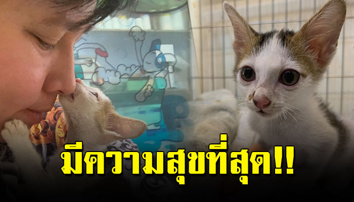 เหมียวน้อยถูกจับโยนลงมาจากตึก ล่าสุดคุณหมอกำลังดูแลอย่างใกล้ชิด