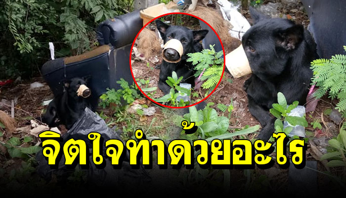 เจ้าตูบทุกทิ้งเหมือนไม่มีชีวิตจิตใจ แถมใช้สก็อตเทปมัดปาก กินอะไรไม่ได้