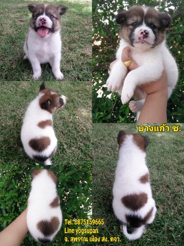 ลูกหมาบางแก้ว หาบ้าน ราคา2500 วัคซีนแล้ว แบ่งกันเลี้ยง