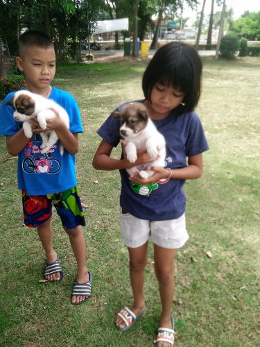 บางแก้ว หาบ้านใหม่ เพศ ผู้เมีย ตัวละ2500 วัคซีนแล้วมีสมุด