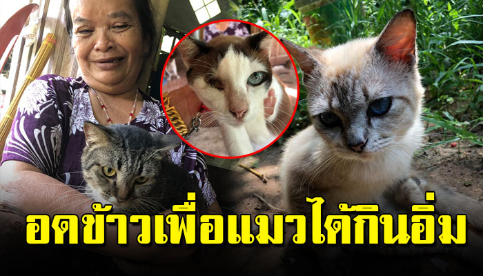 ป้ารักแมวสุดหัวใจ แต่จำใจต้องยกแมวให้คนอื่นทั้งหมด ยอมอดเพื่อแมวได้กินอิ่ม