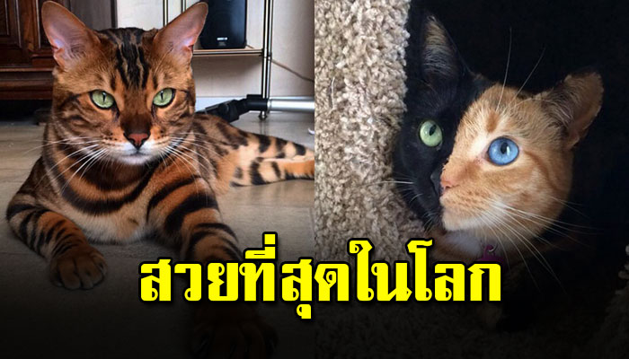 เปิด 7 เจ้าเหมียวที่ชาวเน็ตโหวตว่าสวยที่สุดในโลก