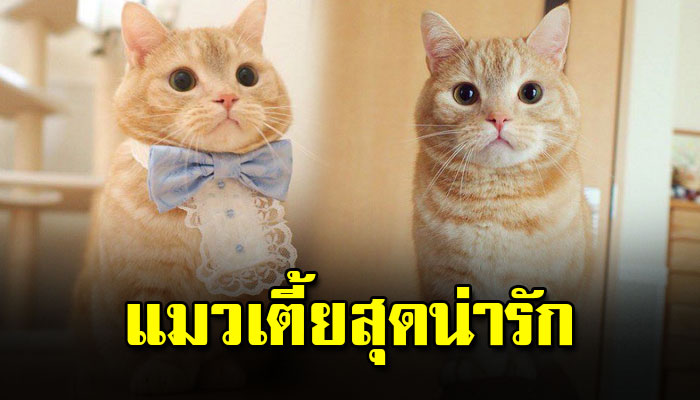 น้อง Pooh น้องเหมี่ยวสุดน่ารัก ขาสั้น เตี้ย แต่น่ารักมากกก