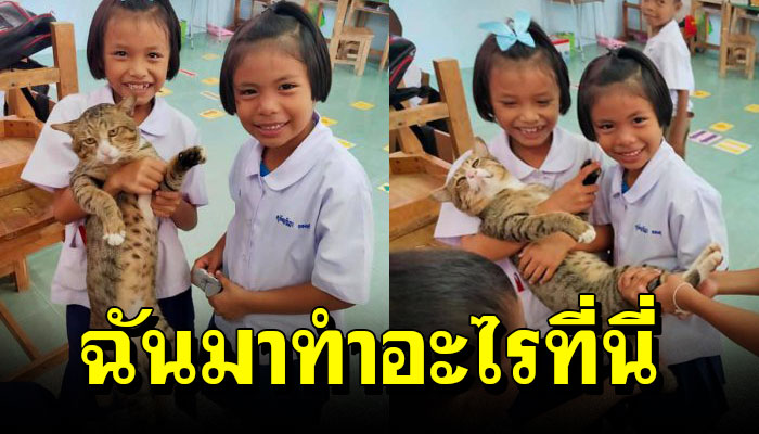 ฉันมาทำอะไรที่นี่ แมวจรหลุดเข้ามาใน ร.ร จนกลายมาเป็นที่รักของทุกคน