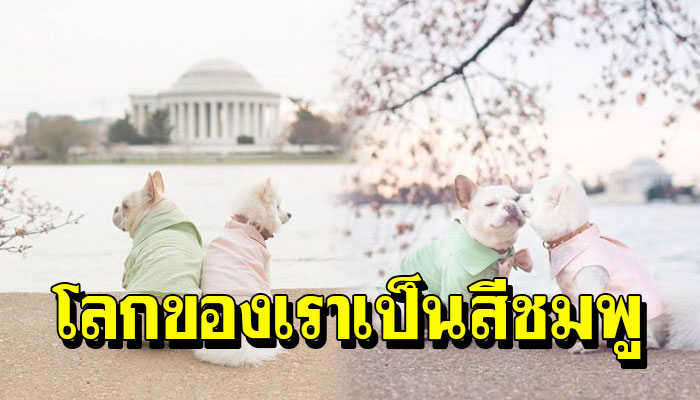 คู่สามีภรรยาที่น่ารักที่สุดในโลก ลูน่ากับบาสเตียน โลกของเราเป็นสีชมพู