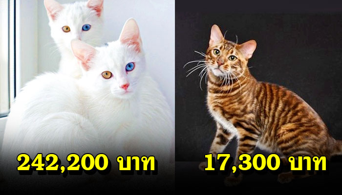 19 เจ้าเหมียวที่มีราคาสูงที่สุดในโลก แพงแบบว่าสามารถซื้อรถได้ทั้งคัน