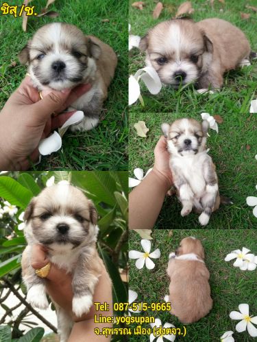 ชิสุทอย เพศ ช. ราคา 3000 +วัคซีนแล้ว+ส่งทั่วประเทศ