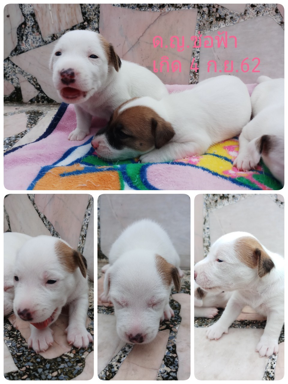 ขายลูกสุนัขแจ็ครัสเซลเทอเรียแท้ เพศเมีย