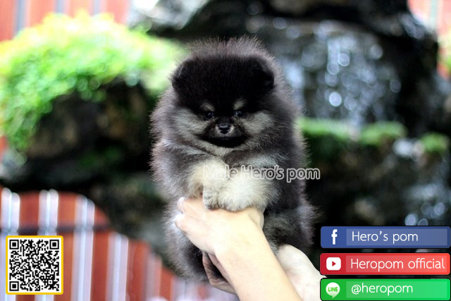 ขายปอมแท้  เพศผู้ สีแบล็คแทน