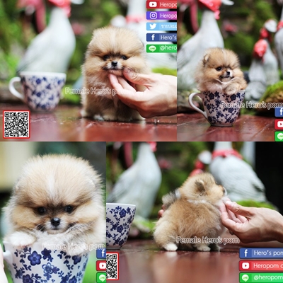 ขายปอมแท้