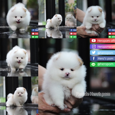 ขายปอมแท้
