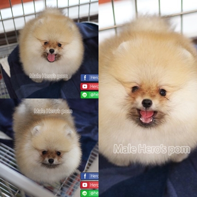 ขายปอมแท้  เพศผู้ น่ารักมากๆ