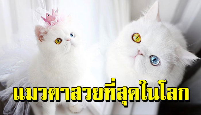 Pam Pam แมวน้อยผู้มีตาสองสี มองตาเหมือนโดนสะกด ตาสวยมากกก