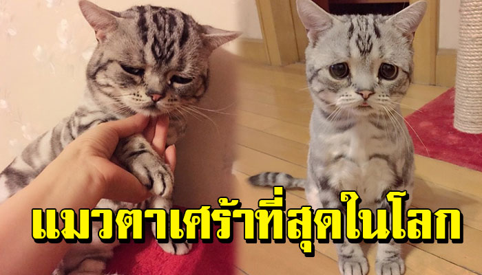 ‘ลูฮู’ แมวเหมียวที่มีใบหน้าเศร้าสร้อยที่สุดในโลก !!