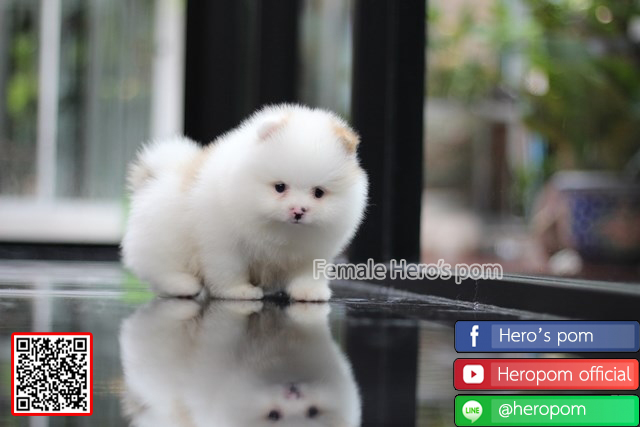 ขายปอมแท้