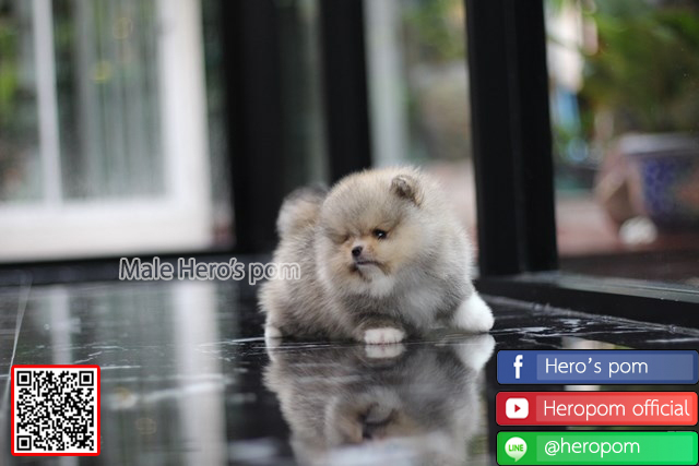 ขายปอมแท้  เพศผู้ น่ารักมากๆ