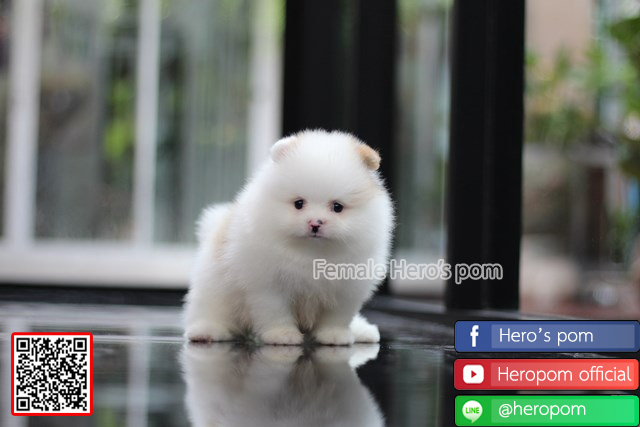 ขายปอมแท้