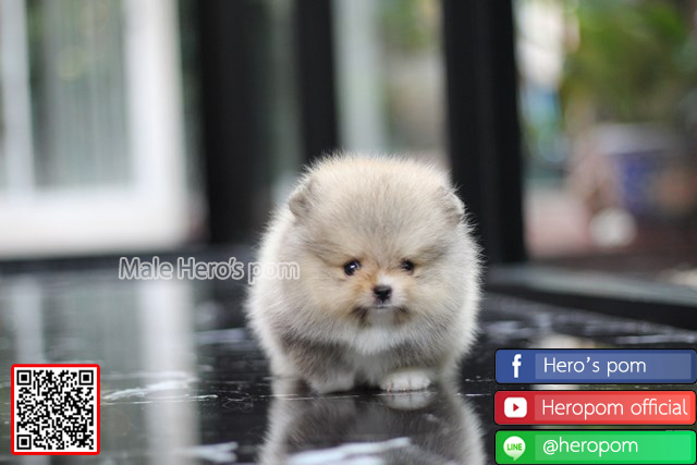 ขายปอมแท้  เพศผู้ น่ารักมากๆ